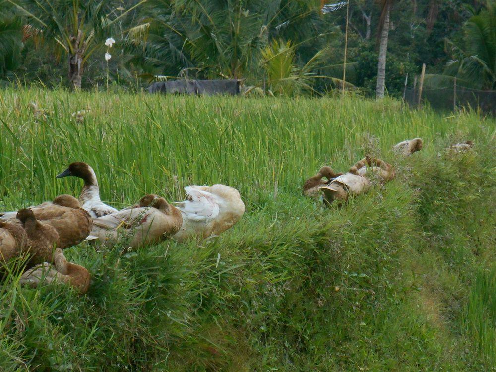 Alam Puisi Villa Ubud Esterno foto
